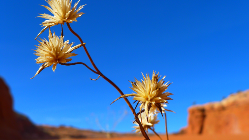 A desert flower battling to survive